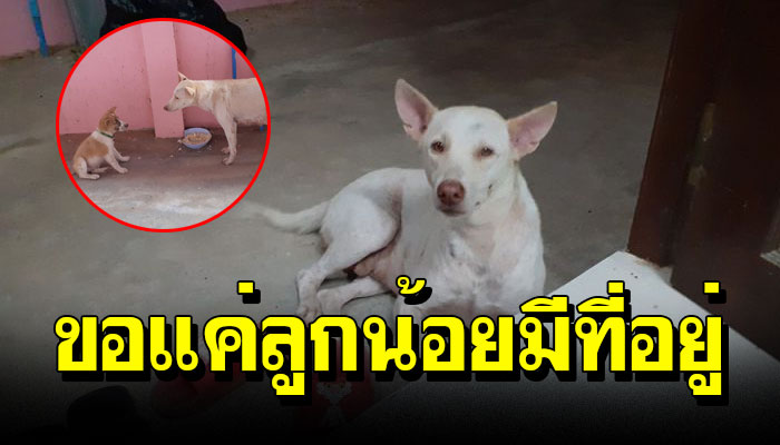 แม่หมา ยอมทำทุกอย่าง เพื่อลูกมีที่อยู่อาศัย