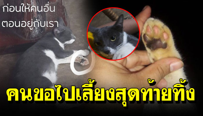 เจ้าเหมียว วิ่งเข้าหาด้วยความดีใจ หลังมีคนขอไปเลี้ยง ทุกท้ายนำมาปล่อยทิ้งไว้