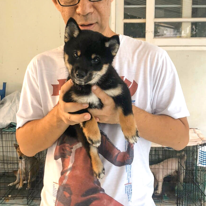 ขายลูกสุนัขพันธุ์ชิบะ (shiba sale) เหลือ2ตัวเท่านั้น!!