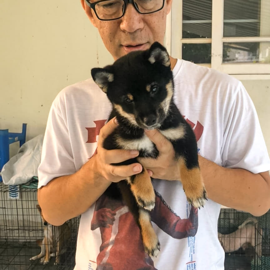 ขายลูกสุนัขพันธุ์ชิบะ (shiba sale) เหลือ2ตัวเท่านั้น!!