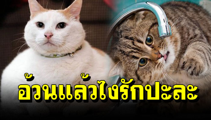 15 แมวอ้วนกลมตุ๊ต๊ะ น่ารักมากก อ้วนแล้วไง รักปะละ