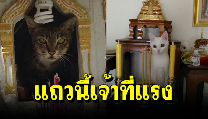 13 ภาพเจ้าเหมียว ป่วนศาลพระภูมิ ไม่เกรงกลัวต่อบาปบุญคุณโทษเลยยย