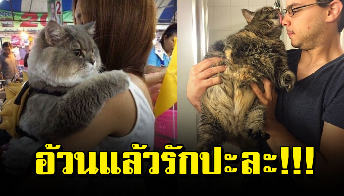 20 ภาพความกลมของ “เจ้าเหมียว” อ้วนแค่ไหนถามใจเธอดู!!