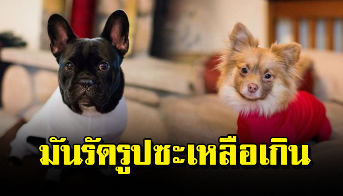 หมดปัญหาสุนัขขนร่วง เมื่อสวมสิ่งนี้ 5555