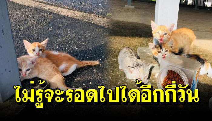 แมวแม่ลูกอ่อนถูฏเอามาปล่อย ถูกหมาไล้กัด วิ่งหนีกับชีวิตตัวน้อยๆ