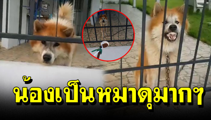 สาวโพสต์ใช้ไม้ กระบวยให้อาหารยาว 8 เมตร ให้อาหารน้องหมา เพราะกลัวน้องดุมาก