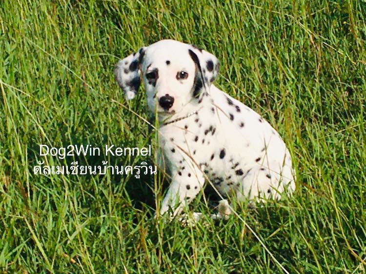 ดัลเมเชียนสายประกวด 0838900579