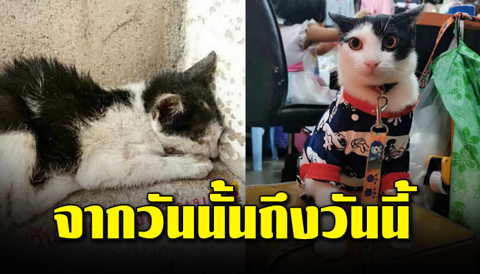 เจ้าเหมียวนอนคุดตัวสั่นอยู่หน้าบ้าน วันนั้นสภาพแย่มาก และตอนนี้.....