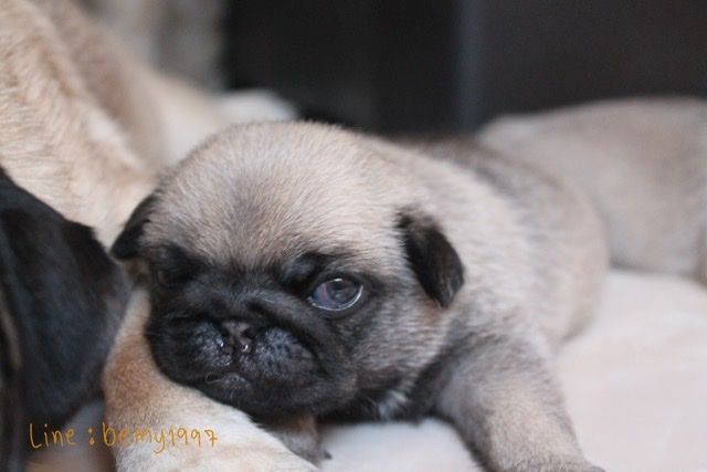 Sale.ลูกปั๊ก เพศผู้