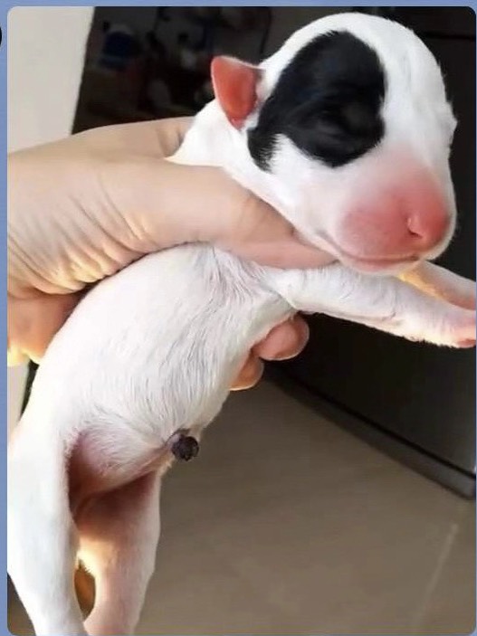 ขายบูลเทอเรีย Bullterrier std