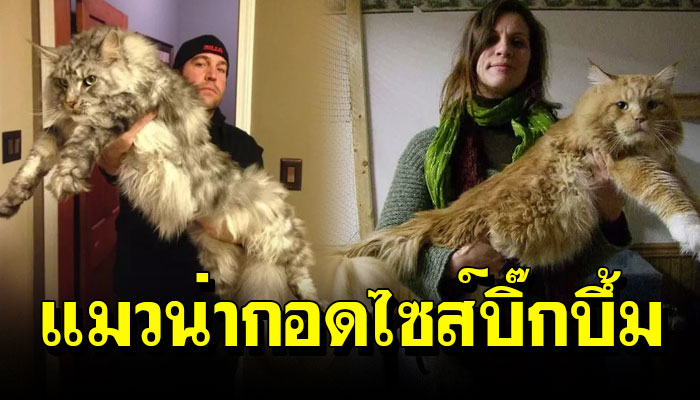 รวมภาพ “แมวน่ากอดไซส์บิ๊กบึ้ม” ที่น่ากอดดน่าฟัด