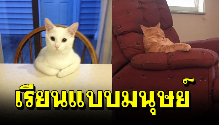 15 ภาพโคตรฮาเจ้าเหมียวที่แสดงพฤติกรรมแปลกๆเรียนแบบมนุษย์