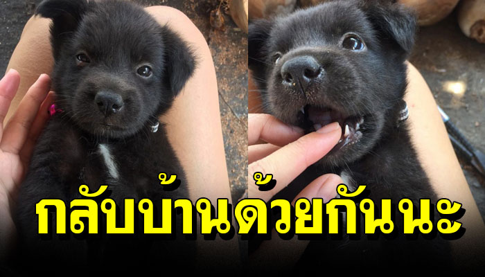 แวะเติมน้ำมัน เจอเจ้าตูบน้อย วิ่งออกมาจากป่าข้างถนน เริ่มหมดแรงรีบพากลับบ้านด่วน