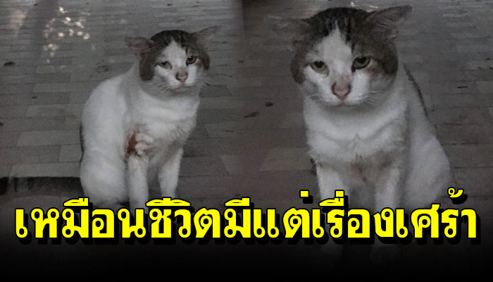 แมวจรหน้าเศร้า เหมือนเจอแต่ความเศร้า เจอทาสแมวเอาอาหารล่อเข้าบ้านแล้วปิดประตูล็อ