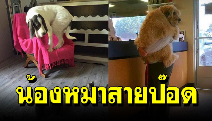 15 ภาพสุดฮา สำหรับ "น้องหมาสายป๊อด"