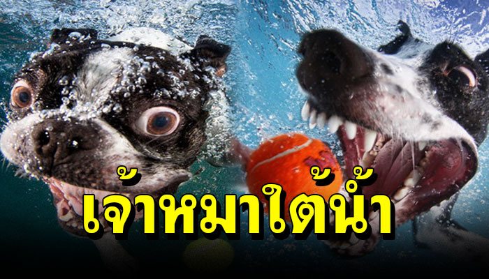 15 ภาพ “เจ้าหมาใต้น้ำ” ทั้งน่ารัก ทั้งฮา 55555