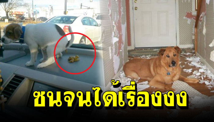 ทำเอาเจ้าของปวดหัว เมื่อเห็นความซน ความแสบของเหล่าสัตว์เลี้ยง