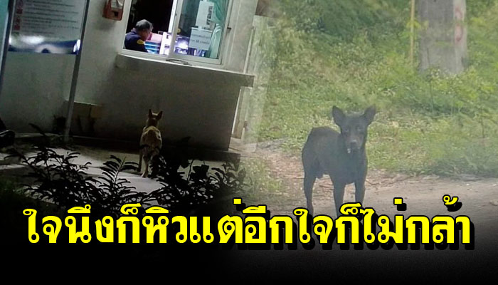 เจ้าหมาจรได้แต่ชะเง้อ หาคนเอาอาหารมาให้ใจนึงก็หิวแต่อีกใจก็ไม่กล้าเดินเข้าไปหา