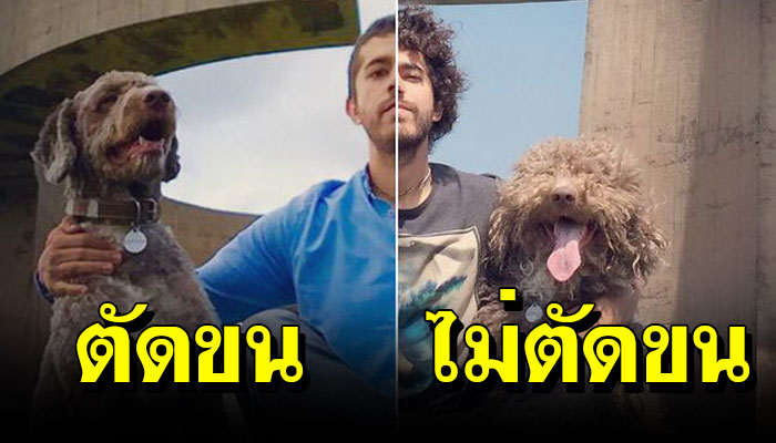 20 ภาพ เจ้าตูบ ตอนตัดขน กับ ตอนไว้ขนยาว จะแตกต่างกันขนาดไหน