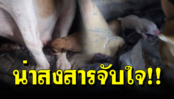 แม่หมาจร คลอดลูกแถวๆบ้าน ประธานชุมชนสั่งห้ามให้ข้าวให้น้ำ จนตายเหลือแต่ลูกน้อย