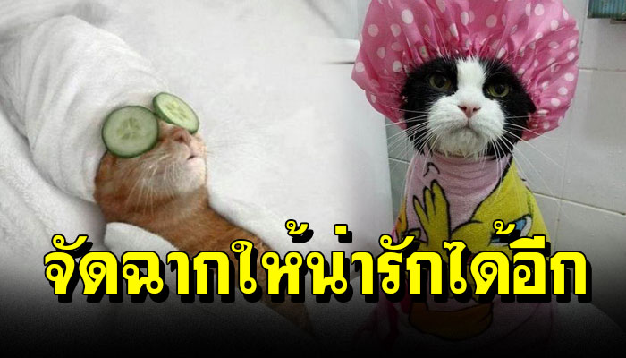 20 ภาพ เมื่อมนุษย์จัดฉากให้ สัตว์เลี้ยงของเขา น่ารักมากก