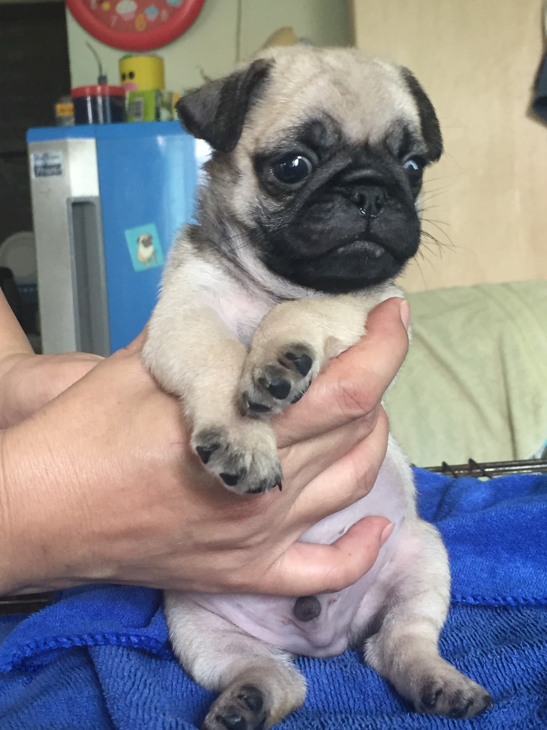 น้องปั๊กรอย้ายบ้าน 5500