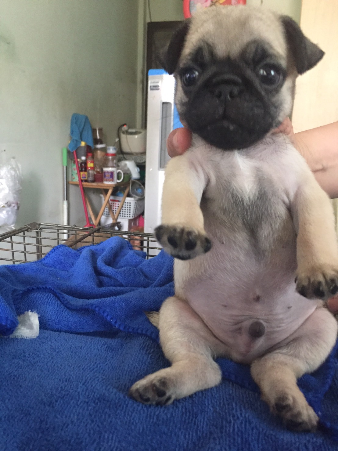 น้องปั๊กรอย้ายบ้าน 5500