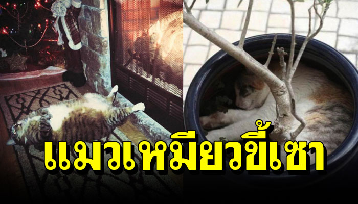 20 ภาพเจ้าเหมียวขี้เซา กับท่านอนสุดแสนขี้เกียจ น่ารักมาก