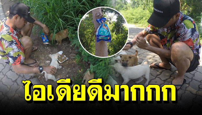 ลูกหมาหลบในป่า คอยใครสักคนเข้ามาช่วยเติมอาหารให้เพราะมีคนใจดีมัดถุงอาหารติดไว้