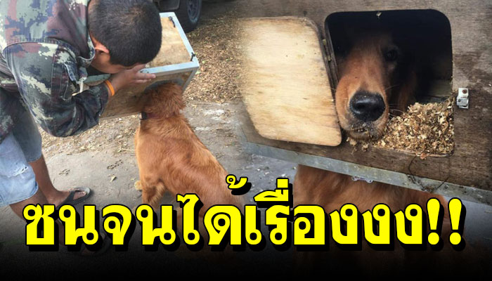 โกลเด้นซนจนได้เรื่อง เอาหัวมุดเข้าไปในกล่องจนติดออกไม่ได้