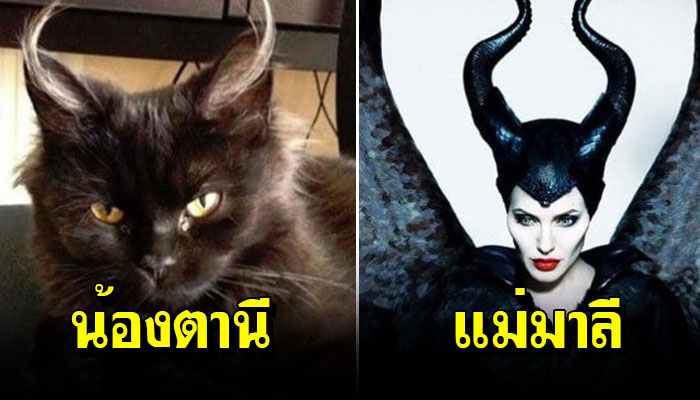 20 ภาพเหล่าแมวที่ดันบังเอิญไปเหมือนกับสิ่งเหล่านี้ ดูแล้วยิ้มมม