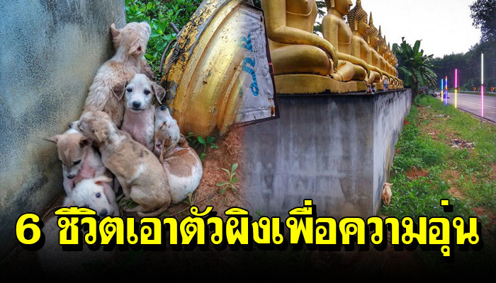 ลูกหมา 6 ชีวิตเอาตัวผิงกันให้ความอบอุ่นใกล้ๆกับพระ ฝนก็ตกหนักไร้ที่กำบัง