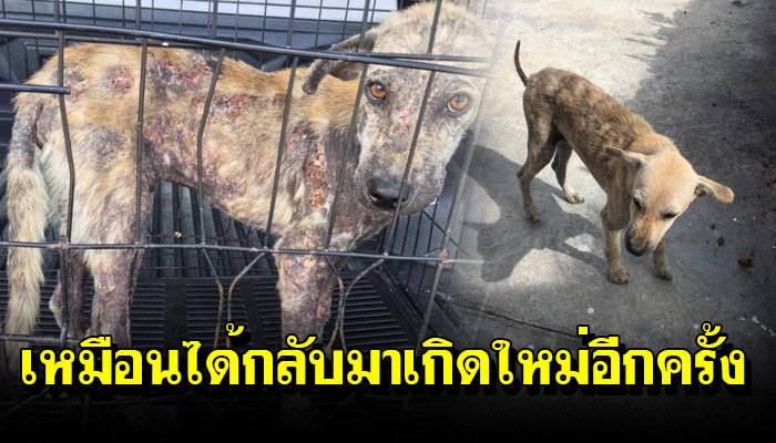 หมาจรดินไปไหนก็มีแต่คนเดินหนี พอได้รับการรักษาเหมือนเจ้าตูบก็กลับมาสดใสอีกครั้ง