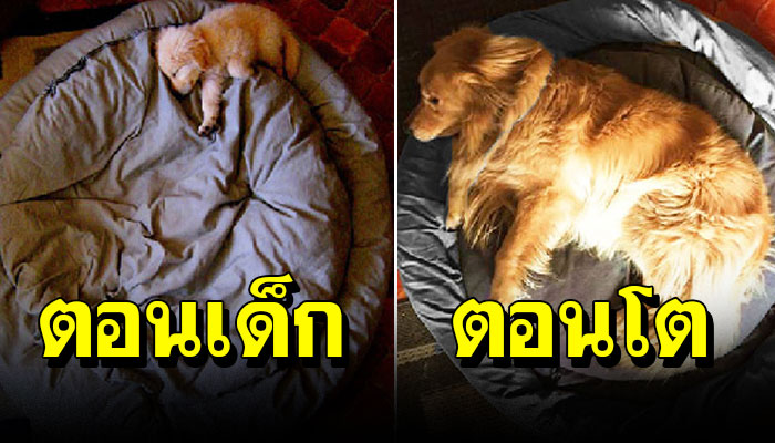 20 การเติบโตของน้องหมา ที่เห็นแล้วแอบยิ้ม มันน่ารักมาก