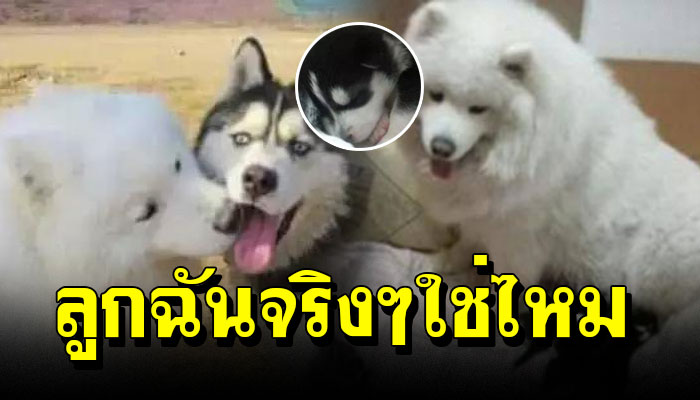 หมาหนุ่มไซ ข้างบ้าน แอบไปกุ๊กกิ๊ก เจ้าตูบซามอยด์ สีขาว แต่ลูกออกมาแม่หนาต้องตกใจ