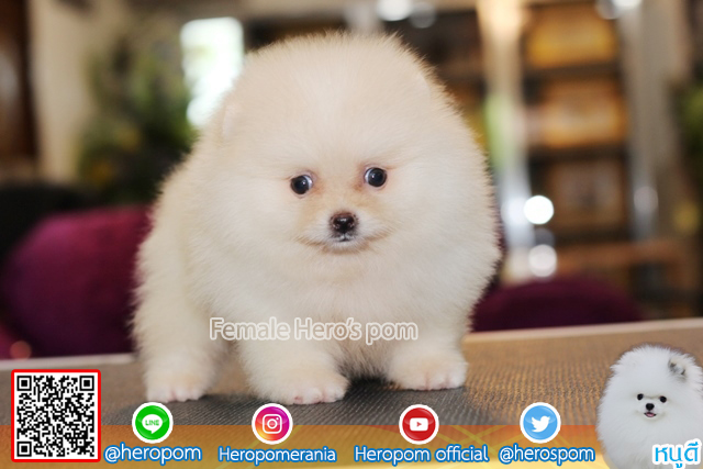 ขายปอม ขายปอมแท้ ใบเพ็ดเต็ม สายเลือดดี ทรงสวย สอบถามเพิ่มเติมที่ โทร 0890888441