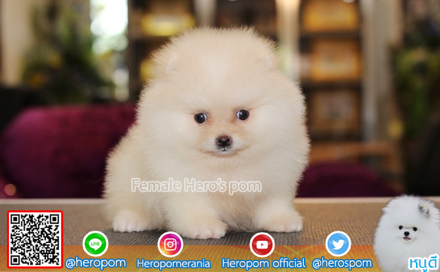 ขายปอม ขายปอมแท้ ใบเพ็ดเต็ม สายเลือดดี ทรงสวย สอบถามเพิ่มเติมที่ โทร 0890888441
