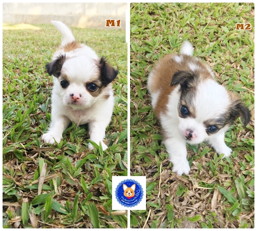 ชิวาวาขนยาวเพศผู้ราคา 3990 บาท