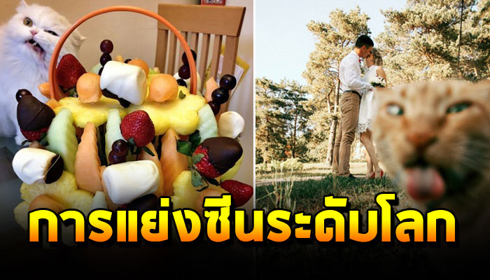 รวม 20 ภาพช็อตเด็ด การแย่งซีนระดับโลก