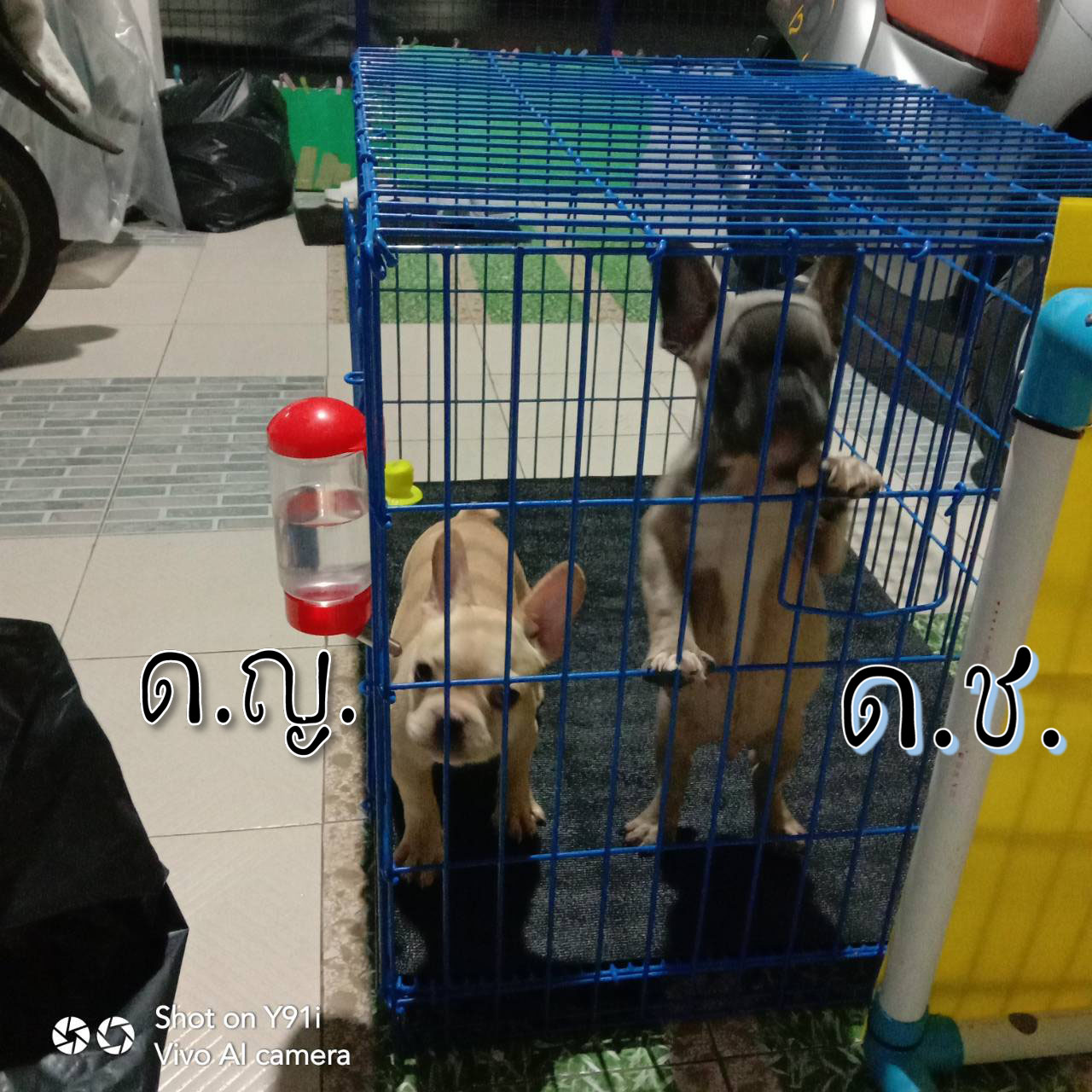 เฟรนช์ บูลด็อก