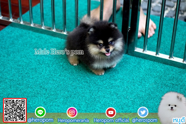 ขายปอม ขายปอมแท้ ใบเพ็ดเต็ม สายเลือดดี ทรงสวย สอบถามเพิ่มเติมที่ โทร098-5566-777