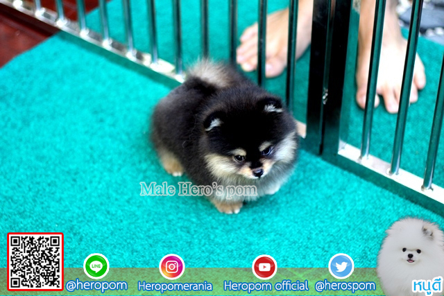 ขายปอม ขายปอมแท้ ใบเพ็ดเต็ม สายเลือดดี ทรงสวย สอบถามเพิ่มเติมที่ โทร098-5566-777