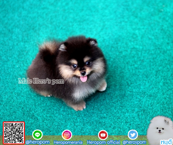 ขายปอม ขายปอมแท้ ใบเพ็ดเต็ม สายเลือดดี ทรงสวย สอบถามเพิ่มเติมที่ โทร098-5566-777