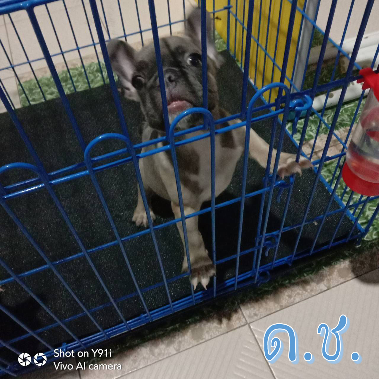 เฟรนช์ บูลด็อก