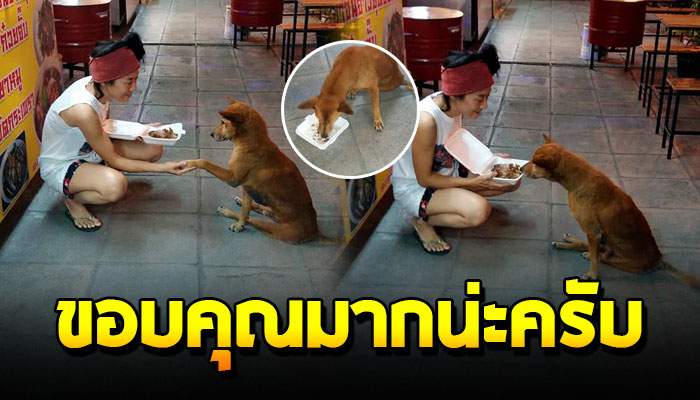 สาวเห็นตูบจรนอนขาพิการ ทำได้แต่นั่งมองคนอื่นกินของอร่อย จนเธอทนซื้อข้าวขาหมูให้