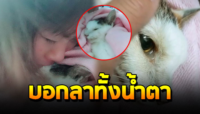 หญิงสาวบอกลาแมวสุดที่รักเป็นครั้งสุดท้าย หลังใช้ชีวิตอยู่ร่วมกันมานานกว่า 22 ปี