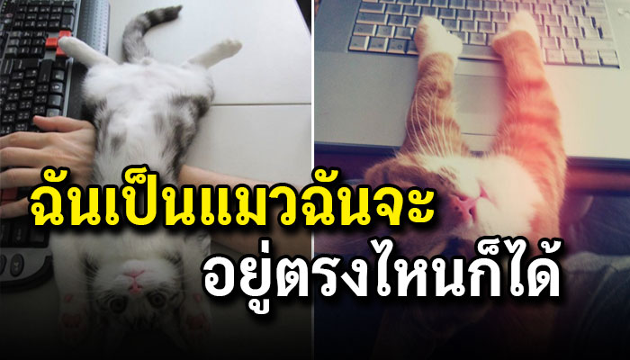 ฉันเป็นแมว ฉันจะทำอะไรก็ได้ 55555