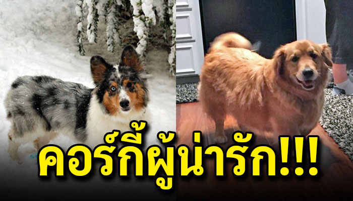 20 ภาพ เมื่อหมาเตี้ย คอร์กี้ ผสมข้ามสายพันธุ์อื่น ออกมาขาจะสั้นหมดไหมนะ