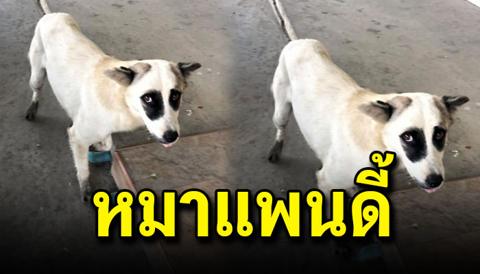 สาวพบหมาแพนดี้ขอบตาดำปิ๊ดปี๋ คิดว่าน้องถูกแกล้งแต่ที่ไหนได้ของจริงนี่หว่า
