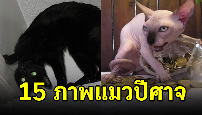 15 รูปภาพที่จะยืนยันได้ว่าแมวของเรานั้น มีปีศาจที่ซ่อนอยู่ในตัว 555